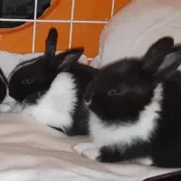 خرگوش|موش و خرگوش|بهارستان, |دیوار