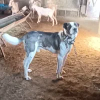 واگذاری سگ نگهبان|سگ|مشهد, ایوان|دیوار