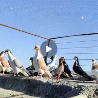 جوانه رنگه