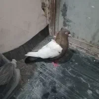 نر سرته قهوای|پرنده|بروجرد, |دیوار