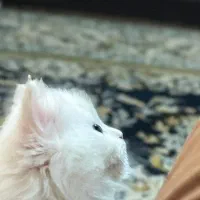 گربه دوماهه نژاد دار