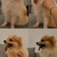 قیمت۲۰ میلیون|سگ|آق قلا, |دیوار