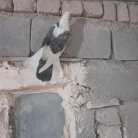 کبوتر غریب|پرنده|ایجرود, |دیوار