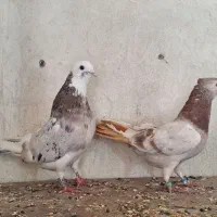 کفتر پرشی به شرط