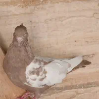نر سینه قهوه ای|پرنده|اهواز, فرهنگ شهر|دیوار
