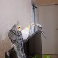 پرنده|پرنده|مشهد, چهارچشمه|دیوار