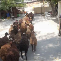 قوچ وشیشک باخدمات کامل زنده