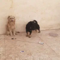 ۳ سگ پاپی خانگی|سگ|برخوار, |دیوار