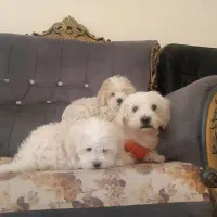 حیوان خانگی سگ|سگ|بم, |دیوار