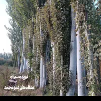 پیش فروش ویژه صنوبر.کبوده|خدمات باغبانی و درختکاری|شیراز, ارم|دیوار