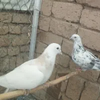 کبوتر پرشی|پرنده|رباطکریم, رباطکریم|دیوار