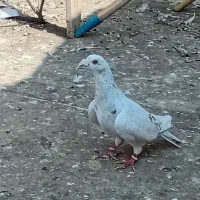 کبوتر