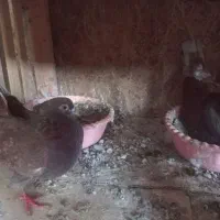 سرخ کاکل|پرنده|قائمشهر, |دیوار