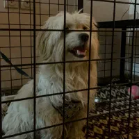 شیتزو|سگ|کرمان, |دیوار