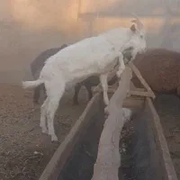 دو عدد بزغاله نر سانن و یک نر الپاین|حیوانات مزرعه|میان جلگه, |دیوار