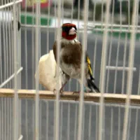 سهره زاغ نر