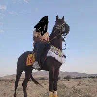 نریان عرب|اسب و تجهیزات اسبسواری|مرند, |دیوار