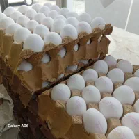 پخش تخم مرغ