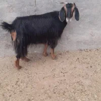 بز‌ماده|حیوانات مزرعه|بجنورد, |دیوار