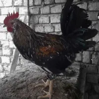 خروس نژاد گلین