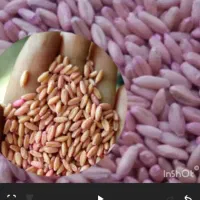 بذر گندم سرداری