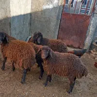 پنج عدد بزغاله|حیوانات مزرعه|نیشابور, دربقاضی|دیوار