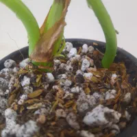 رویش مجددگیاهان اپارتمانی|گل و گیاه طبیعی|اصفهان, پوریای ولی|دیوار