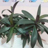 افوربیا دیفن زیپلین|حراج|تبریز, |دیوار