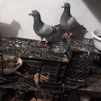 کبوتر توقی دوبر اصیل