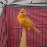 قناری نر پرتقالی|پرنده|اردکان, |دیوار