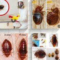 سمپاشی بدون شستشو سم پاشی بدون ترک منزل|خدمات نظافت|تهران, افسریه جنوبی|دیوار