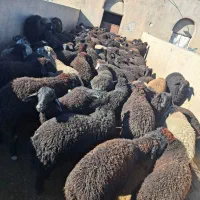 بره یکدست پشم شیر