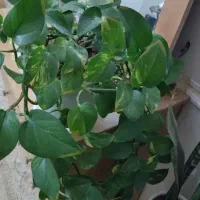 گلهای پتوس زیبا
