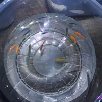 تعدادی ماهی آکواریوم|ماهی|قائم‌شهر, |دیوار