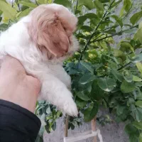 توله شیتزو سوپر فلت