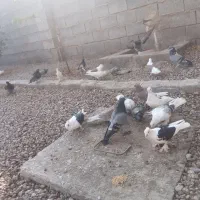 کفتر ارسنجون|پرنده|شیراز, ارم|دیوار