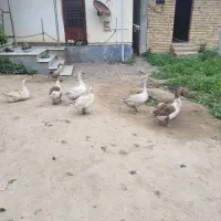 غاز|حیوانات مزرعه|گنبد کاووس, |دیوار