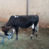 یک راس گوساله چاق