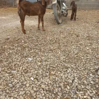 بزغاله چاق 8ماهه