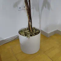 گل آمستل گینگ|گل و گیاه طبیعی|رشت, دیلمان|دیوار