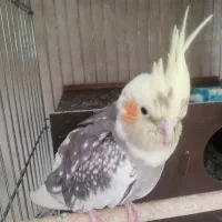 عروس هلندی مولد کارداده