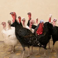 بوقلمون طاقچه گوشتی بیوتی / طاقچه برنز تخمگذار /