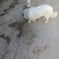 سگوپاکوتاه