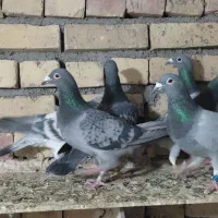 کفتر پلاکی المانی|پرنده|تربت جام, اسماعیل آباد|دیوار