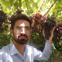 فروش انواع نهال انگور ایرانی و خارجی تعاونی|خدمات باغبانی و درختکاری|کاشمر, |دیوار