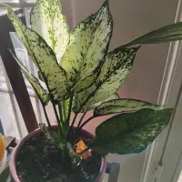 گل طبیعی دیفن باخیا|گل و گیاه طبیعی|تهران, یوسف‌آباد|دیوار