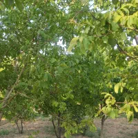باغ-گردو-فنس-کشی-شده