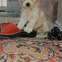 توله شیتزو فلت