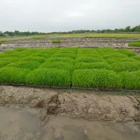 بانک نشا . توم هاشمی و علی کاظمی