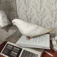 کبوتر زیر قیمت میدم